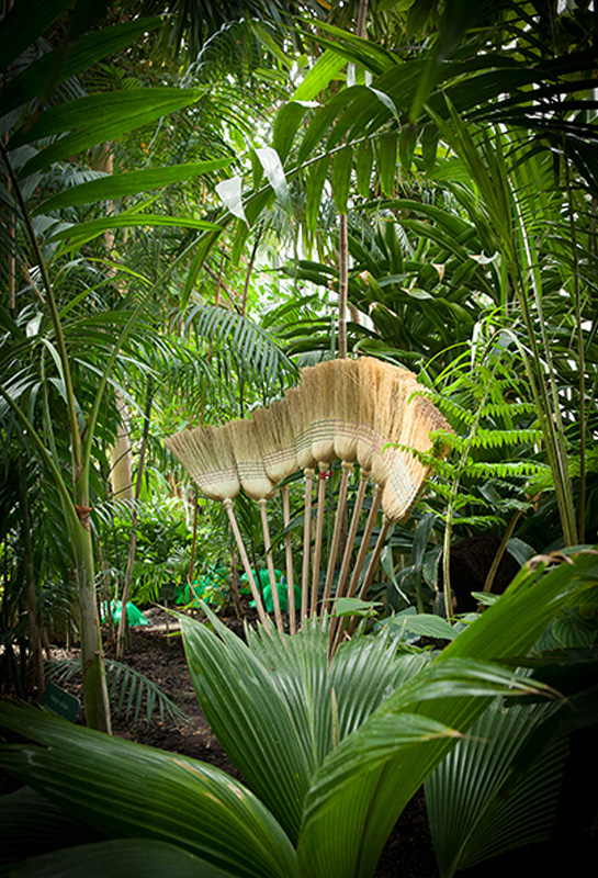 alexis_tricoire_Jardin Des Plantes brooms