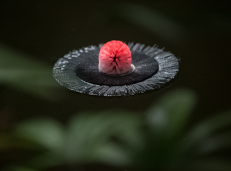 alexis_tricoire_Jardin Des Plantes