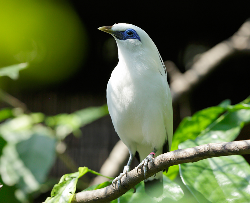 Jurong Bird in Park Bali Mynah