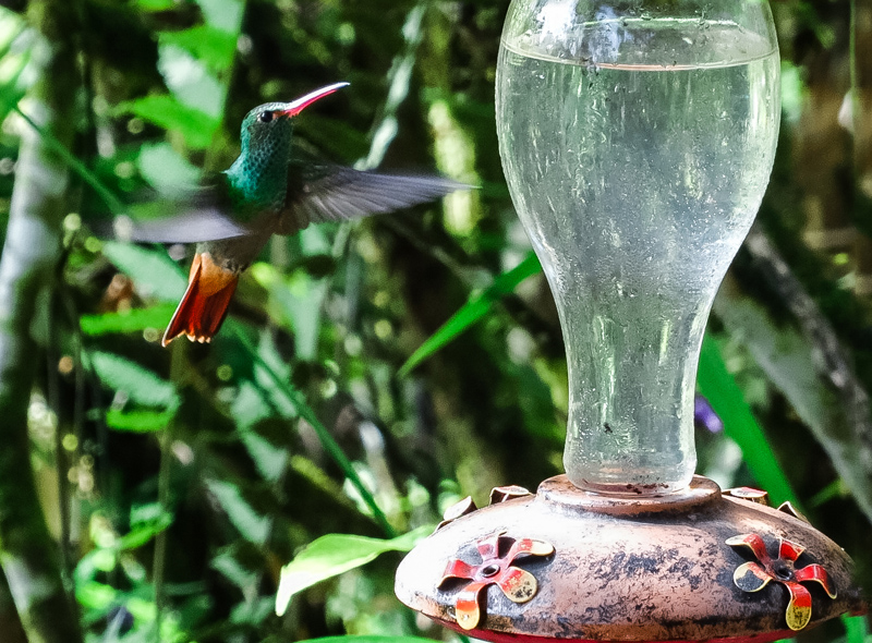 ecuador mindo cloud forest bird